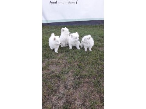 Akkuş üretim çiftliğinden samoyed yavruları