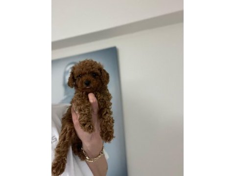 Red brown erkek poodle yavrular