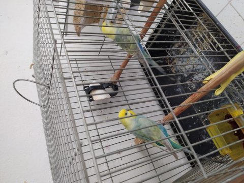 Takım muhabbet kuşu