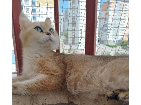 British shorthair ny11 dişi 1.5 yaşında kedimiz