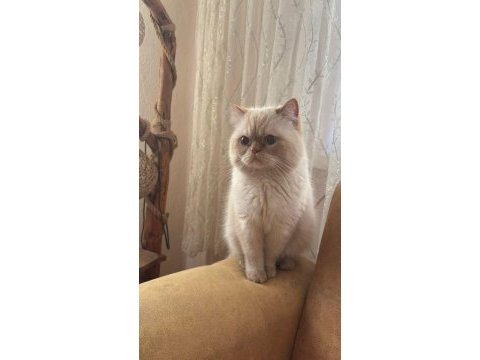 1 yaşında british golden erkek