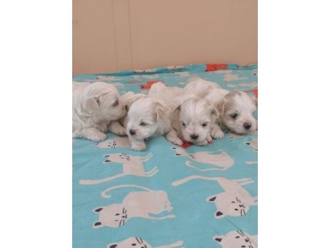 Kore maltese bebek köpekler