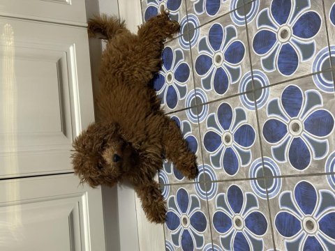 Poodle kukimiz yeni evini bekliyor