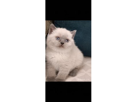 British shorthair blue point erkek yavrumuz
