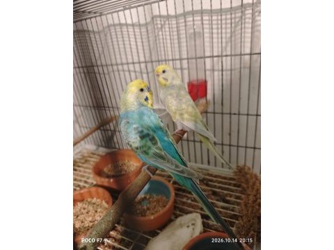 Rainbow muhabbet kuşlarımız