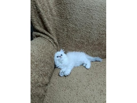 British longhair silver point kızımız