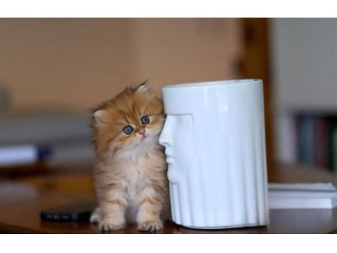 Harikulade golden ny12 british longhair 