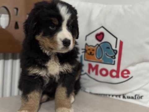 Petmode köpek çiftliğinden bernese yavrumuz