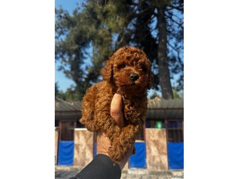 Kore toy poodle yavrularımız 