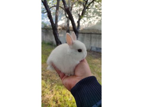 Orjinal cüce bebek isteyenlere
