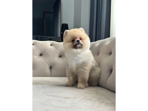 Erkek 3 aylık pomeranian boo