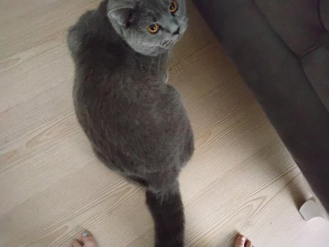 British shorthair kedimize yuva arıyoruz
