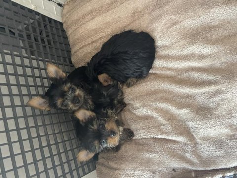 Safkan yorkshire terrier teslime hazır