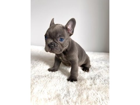 Renkli gözlü ırk garantili yavrularım french bulldog