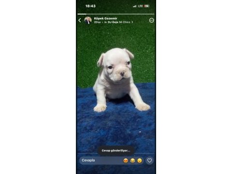 French bulldog yavrular ırk sağlık garantili