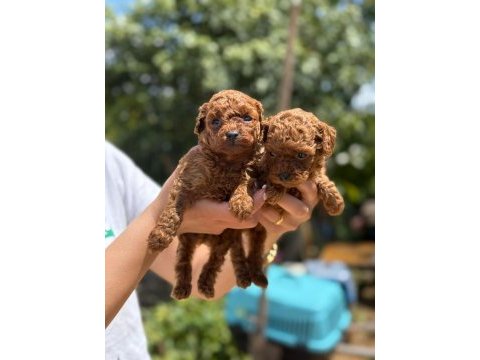 Teacup kore poodle bebekler aşılı eğitimli 