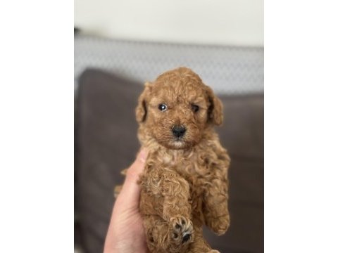 Harika kalitede toy poodle yavrularımız