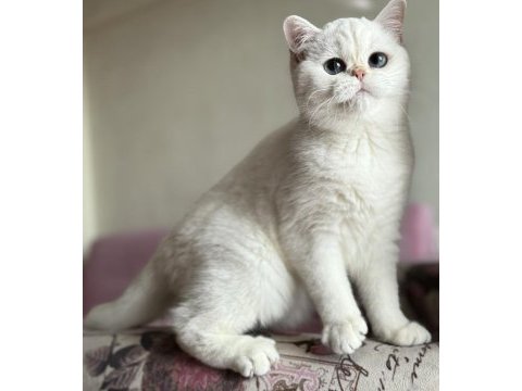Kısırlaştırma şartıyla ücretsiz british shorthair