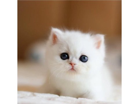 Masmavi gözlü ns1133 british shorthair