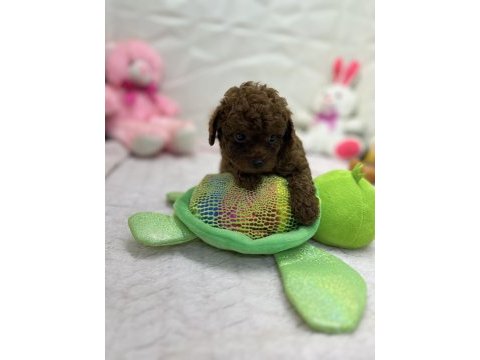 2.5 aylık toy poodle bebekler