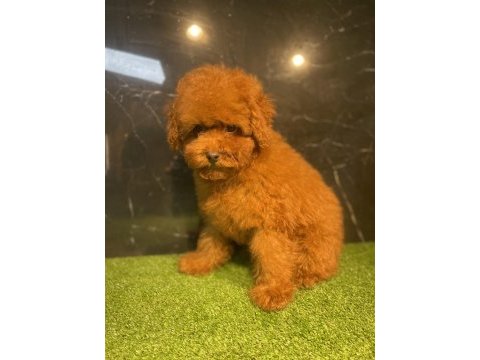 Toy poodle bebekleri