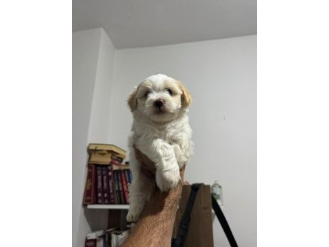 Ayı surat maltipoo bebeklerim