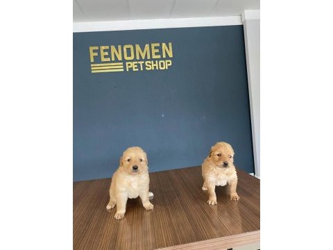 Gerçek golden retrıewer yavruları ankara mağaza
