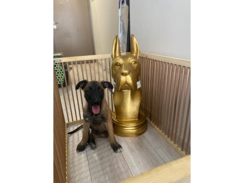 Kara maske malinois erkek yavru