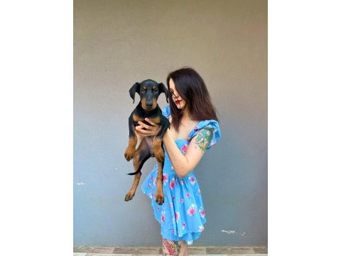 İri doberman yavrularım