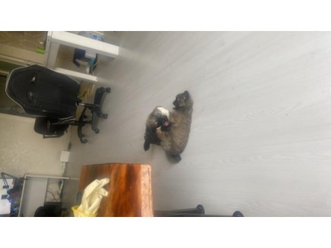 50 günlük pekinez köpekler dişi ve erkek
