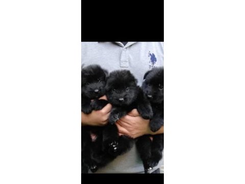 Solite black alman kurdu bebekler