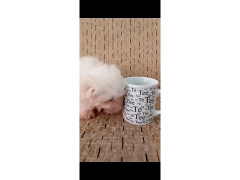 Kore maltese