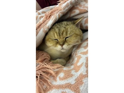 British golden shorthair 4 yaş çipli ücretsiz