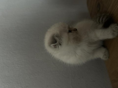 2 aylık kediler tuvalet eğitimleri var