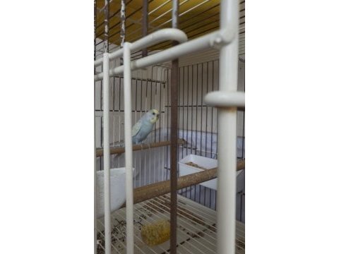 Hiç durmadan yavru yapan takım muhabbet kuşlar