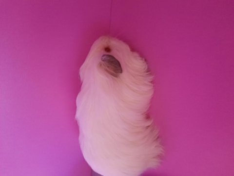 Sheltie ginepig yavrumuz