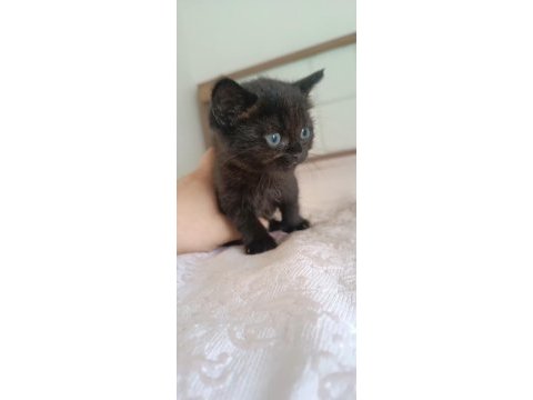 British shorthair silver safkan