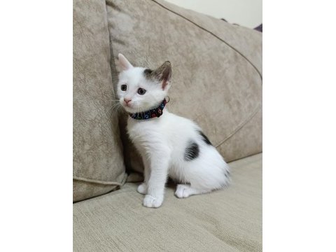 Acil yuva bebek kedilere