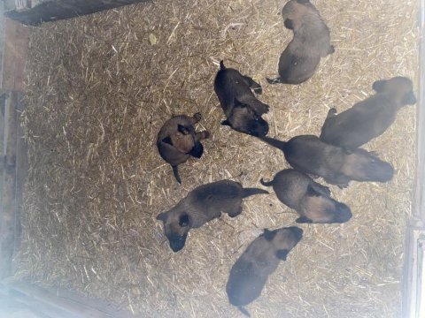 Belçika malinois safkan