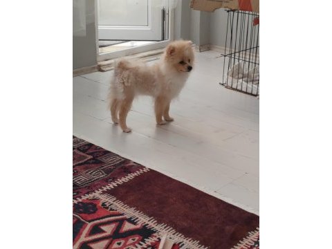 Akıllı ve oyuncu pomeranian