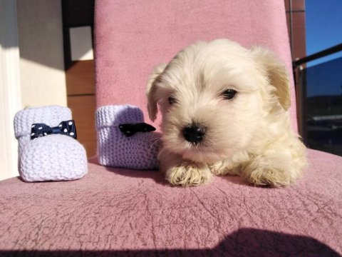 Maltipoo kapıda ödeme ve kredi kartı imkânı mevcuttur