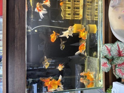 Oranda japon balığı