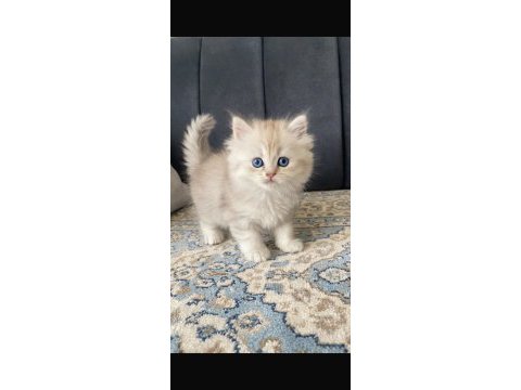 Güzeller güzeli prens ve prenses kediler