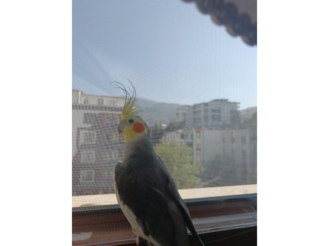 Konuşan erkek sultan papağanı