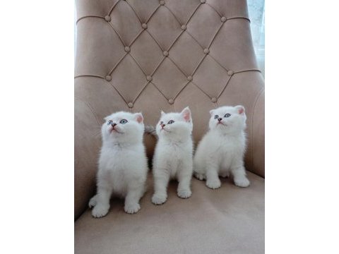 Harika scottish fold yavrularımız