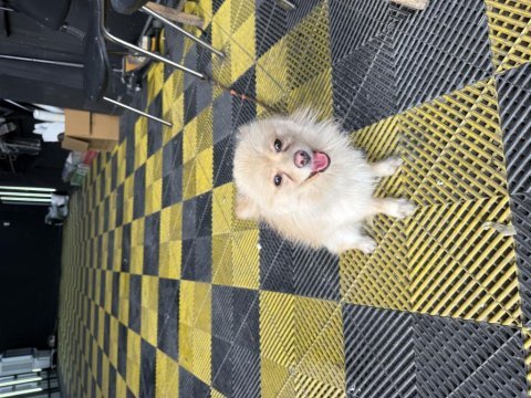 Temiz bakımlı pomeranian