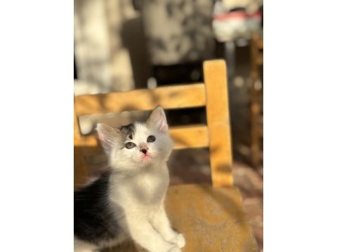 3 aylık ücretsiz yavru kedimiz