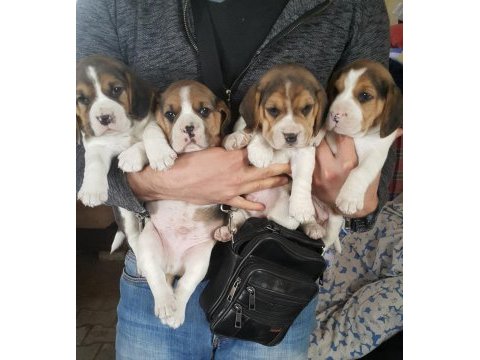A klas beagle yavruları