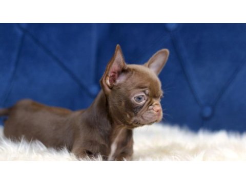 Egzotik teacup chihuahua