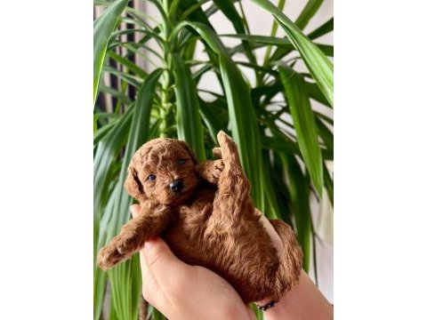 Ev üretimi ırk ve sağlık garantili toy poodle köpekler